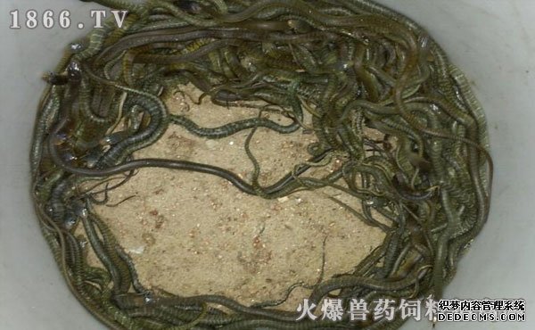 水律蛇養殖新技巧揭秘，高效養殖方法與實用操作指南