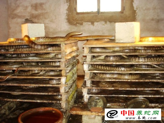 水律蛇養殖新技巧揭秘,高效養殖方法與實用操作指南