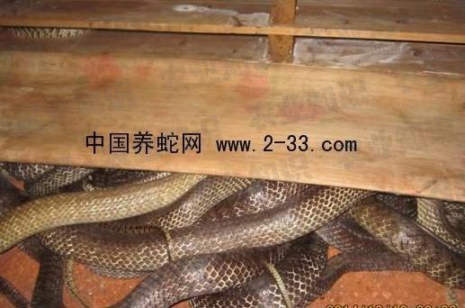 水律蛇養殖新技巧揭秘,高效養殖方法與實用操作指南