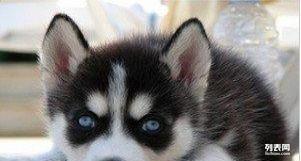 衢州寵物狗市場現象解析,出售信息深度探討與各方觀點碰撞