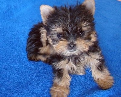 衢州寵物狗市場現象解析,出售信息深度探討與各方觀點碰撞