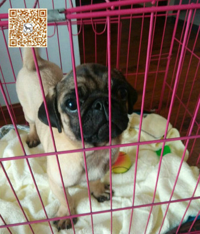 衢州寵物狗市場現象解析,出售信息深度探討與各方觀點碰撞