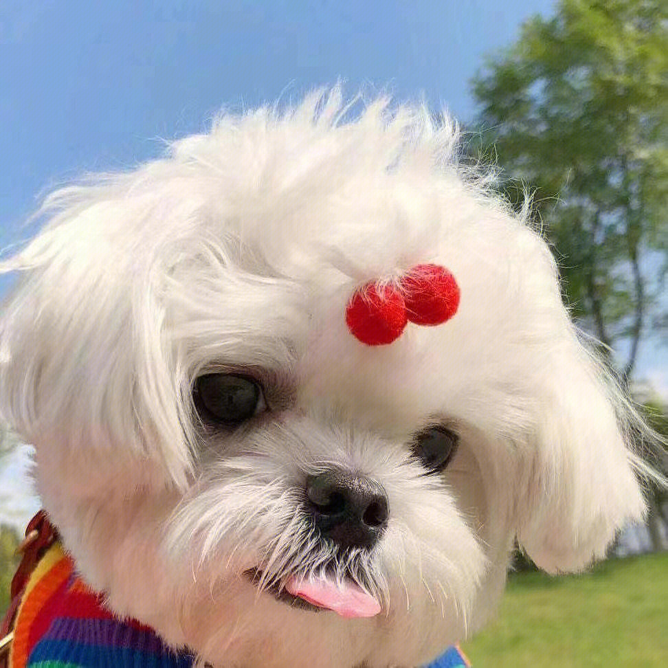 最新狗狗頭像，展現變化、學習與自信的力量