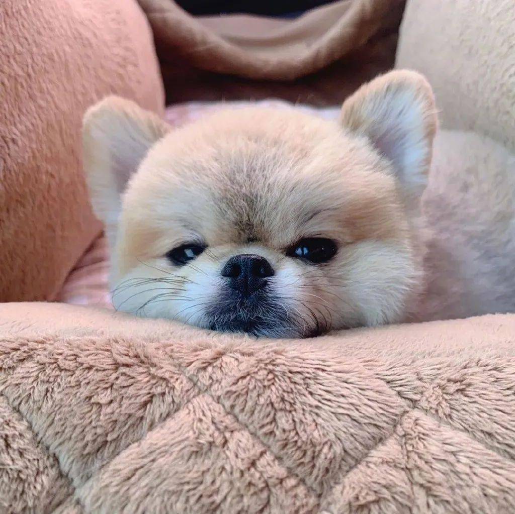 最新狗狗頭像,展現變化、學習與自信的力量