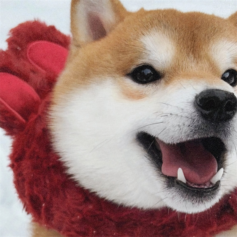 最新狗狗頭像,展現變化、學習與自信的力量