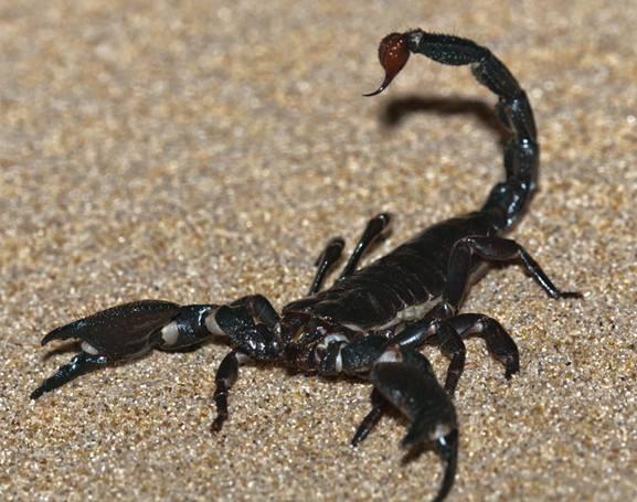 山西蝎子價(jià)格行情指南，2017年最新行情解析