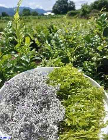 張家界莓茶價格探索之旅,自然美景與內(nèi)心寧靜的尋找