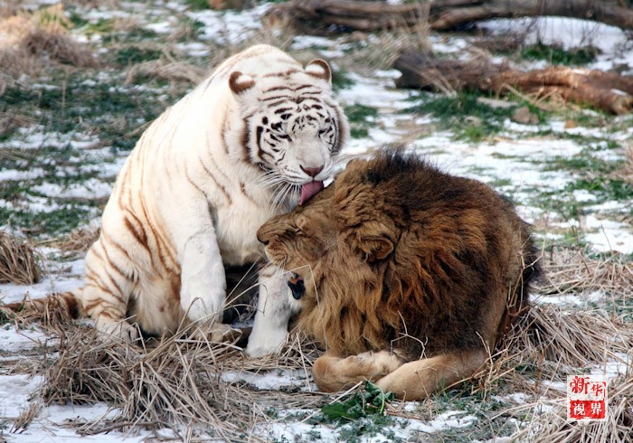 最新虎獅,學習變革的力量,自信與成就感的崛起之路