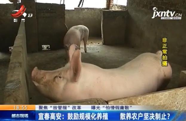 髙安今日生豬價(jià)格行情解析,獲取與分析生豬價(jià)格的方法與趨勢(shì)探討