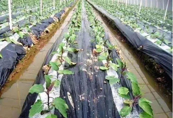 10公斤黑地膜價(jià)格,溫馨農(nóng)田里的秘密,一段關(guān)于黑地膜與友情的趣事