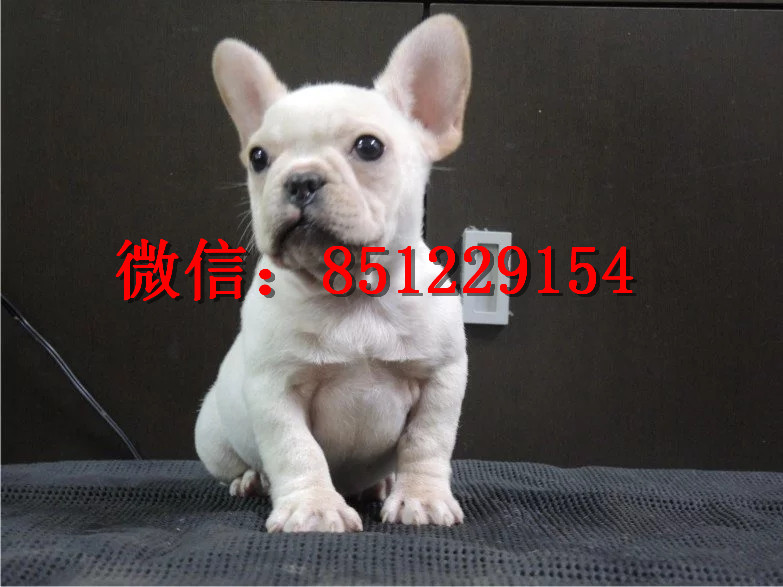 法牛犬行情走勢(shì)揭秘,溫馨日常背后的市場(chǎng)趨勢(shì)