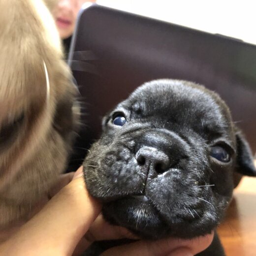 法牛犬行情走勢(shì)揭秘,溫馨日常背后的市場(chǎng)趨勢(shì)