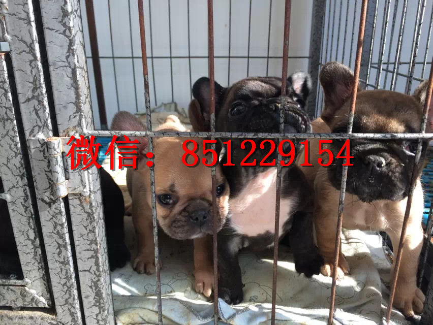 法牛犬行情走勢(shì)揭秘,溫馨日常背后的市場(chǎng)趨勢(shì)