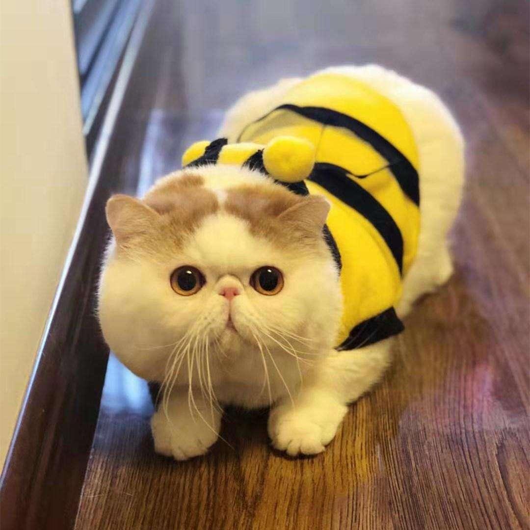 加菲貓價(jià)格多少錢一只,加菲貓，價(jià)格背后的溫馨故事