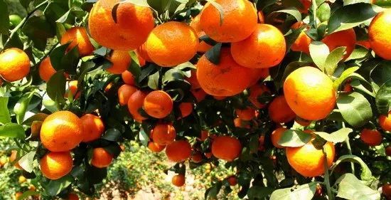 沙糖桔演員,科技與生活完美融合的高科技產(chǎn)品展示