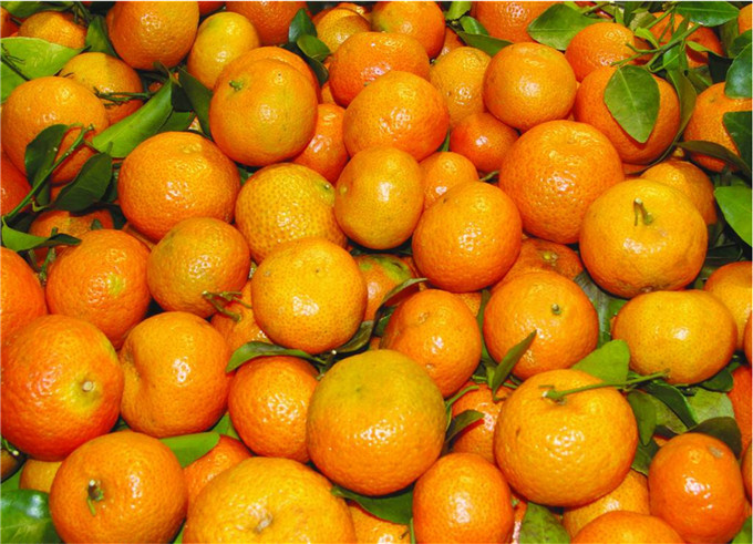 沙糖桔演員,科技與生活完美融合的高科技產(chǎn)品展示