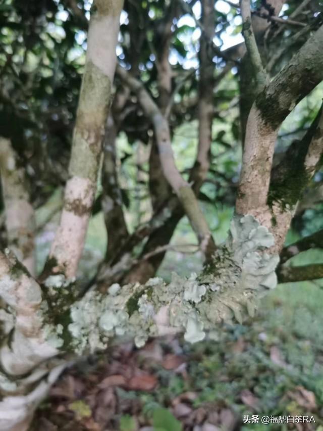 老樅紅茶價(jià)格，深度探討歷史背景與地位影響下的價(jià)格走勢(shì)