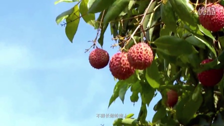 平湖最新資訊,城市脈動與成長見證