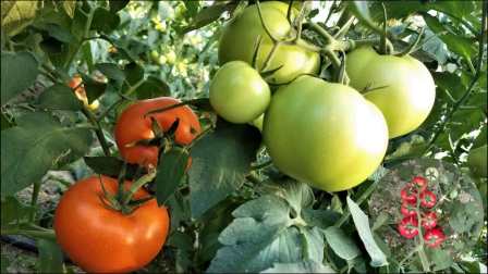 平湖最新資訊,城市脈動與成長見證