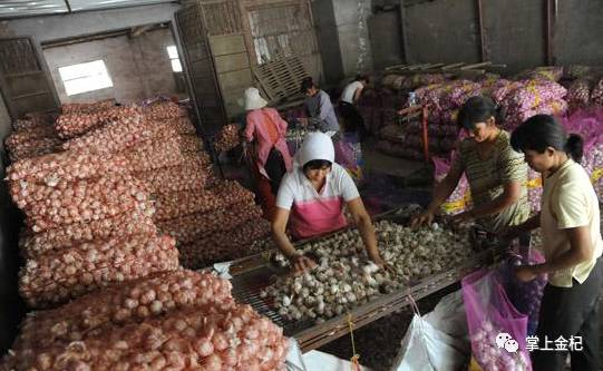 杞縣冷庫大蒜市場價格探秘，尋找蒜香的平靜之旅