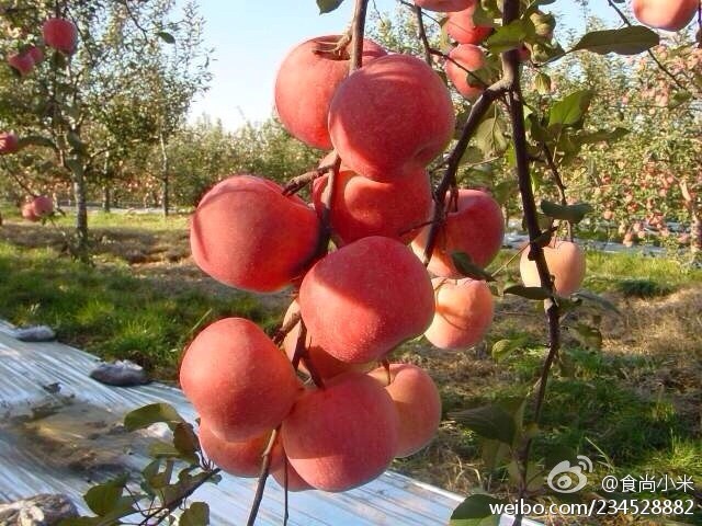 阿克蘇蘋果上市時間詳解，全面步驟指南