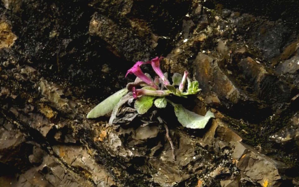 "0149開獎澳門網"的:植物保護_見證版3.37