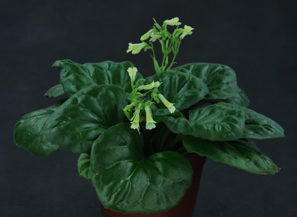 "0149開獎澳門網"的:植物保護_見證版3.37