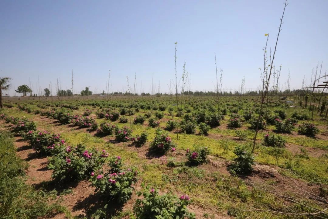 義馬裴村報房動態資訊，探尋自然美景，啟程心靈之旅