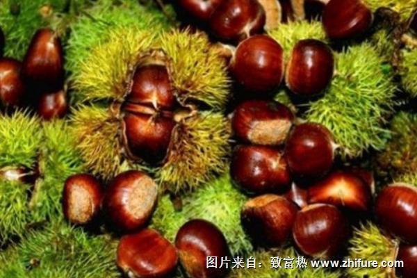 板栗最新行情概覽，市場走勢與產業地位深度分析