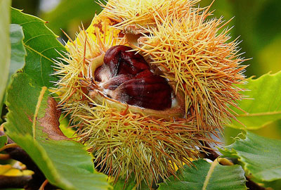 板栗最新行情概覽,市場走勢與產業地位深度分析