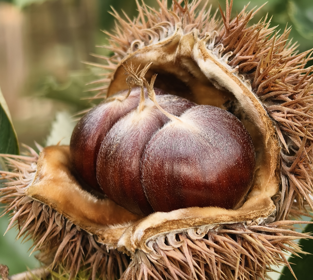 板栗最新行情概覽,市場走勢與產業地位深度分析