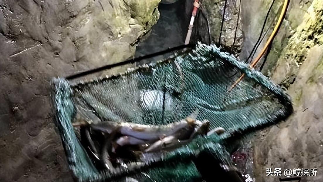 科技新星項寶貝思，重塑生活體驗的最新章節