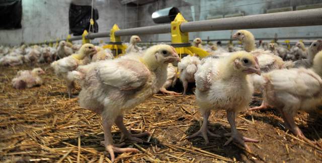 唐山肉雞價格行情深度解析與趨勢分析