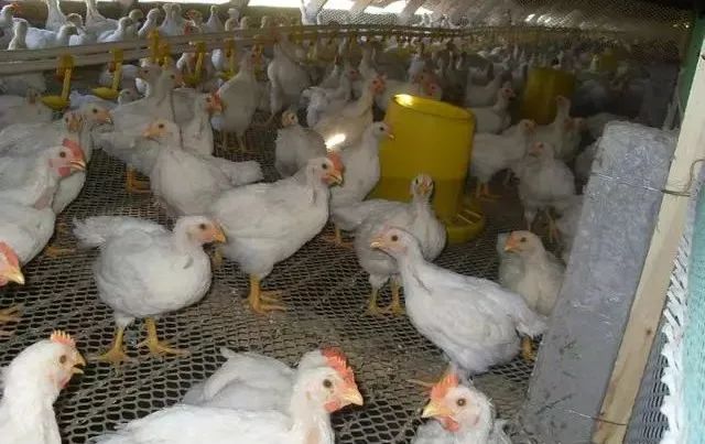 唐山肉雞價格行情深度解析與趨勢分析