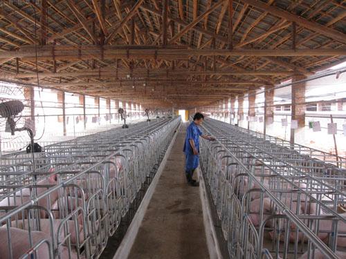 最新豬場管理技術解析,科技引領畜牧業邁向智能化未來