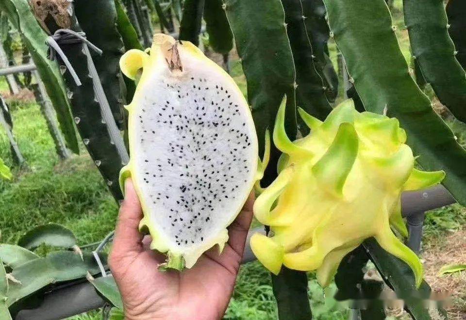 火龍果新品種揭秘,變化的力量與自信成就之旅