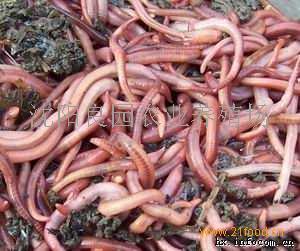 小巷深處的綠色寶藏，蚯蚓種苗價格揭秘