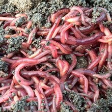 小巷深處的綠色寶藏,蚯蚓種苗價格揭秘