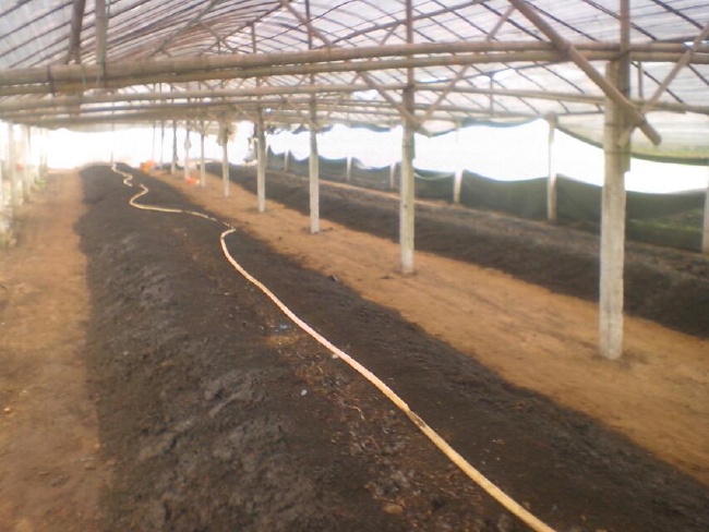 小巷深處的綠色寶藏,蚯蚓種苗價格揭秘