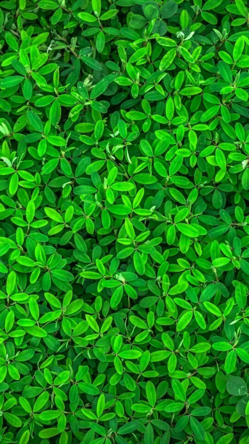 最新護眼美圖,步驟指南與美圖欣賞