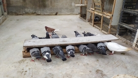 鴿糞新型應用，綠色能源的未來與科技創新引領生活變革