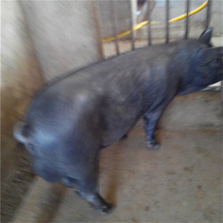 太湖母豬行情，逆風(fēng)中的自信與成就感展現(xiàn)