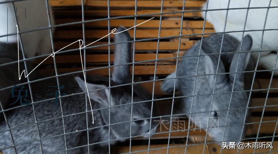 今年養兔行情分析,市場趨勢與前景展望