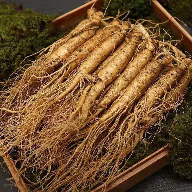 東北野山參價格,東北野山參價格，時代的印記與價值的波動