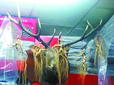 東北野山參價格,東北野山參價格,時代的印記與價值的波動