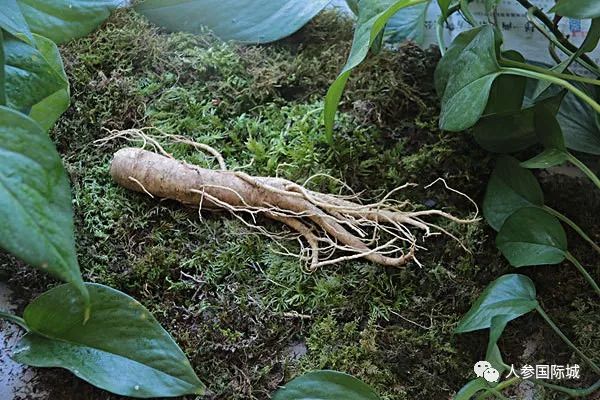 東北野山參價格,東北野山參價格,時代的印記與價值的波動