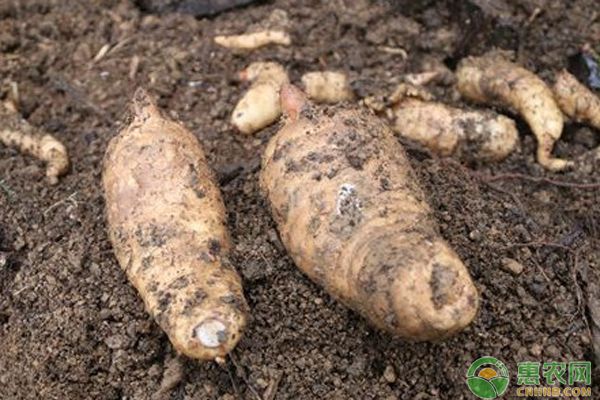 最新天麻行情，變遷之路，無限可能成就夢