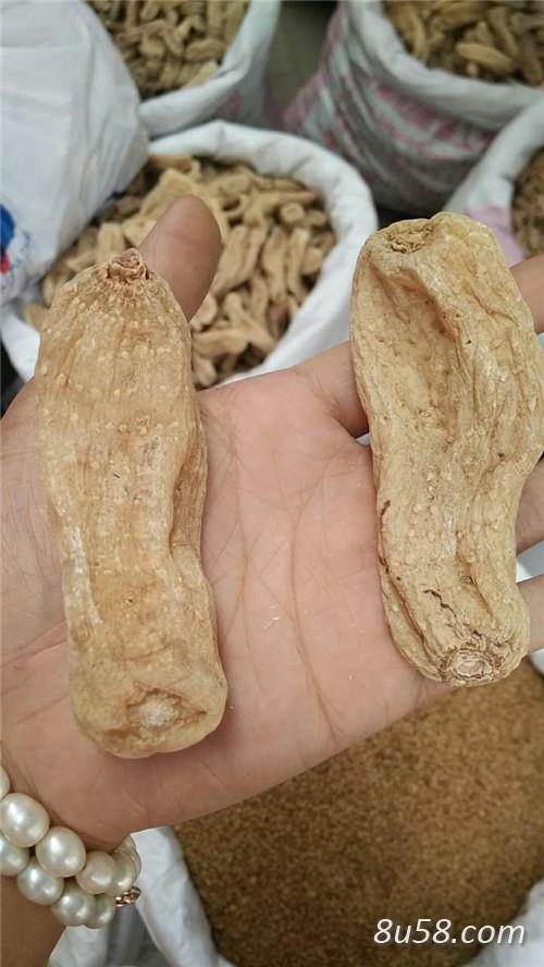 最新天麻行情,變遷之路,無限可能成就夢