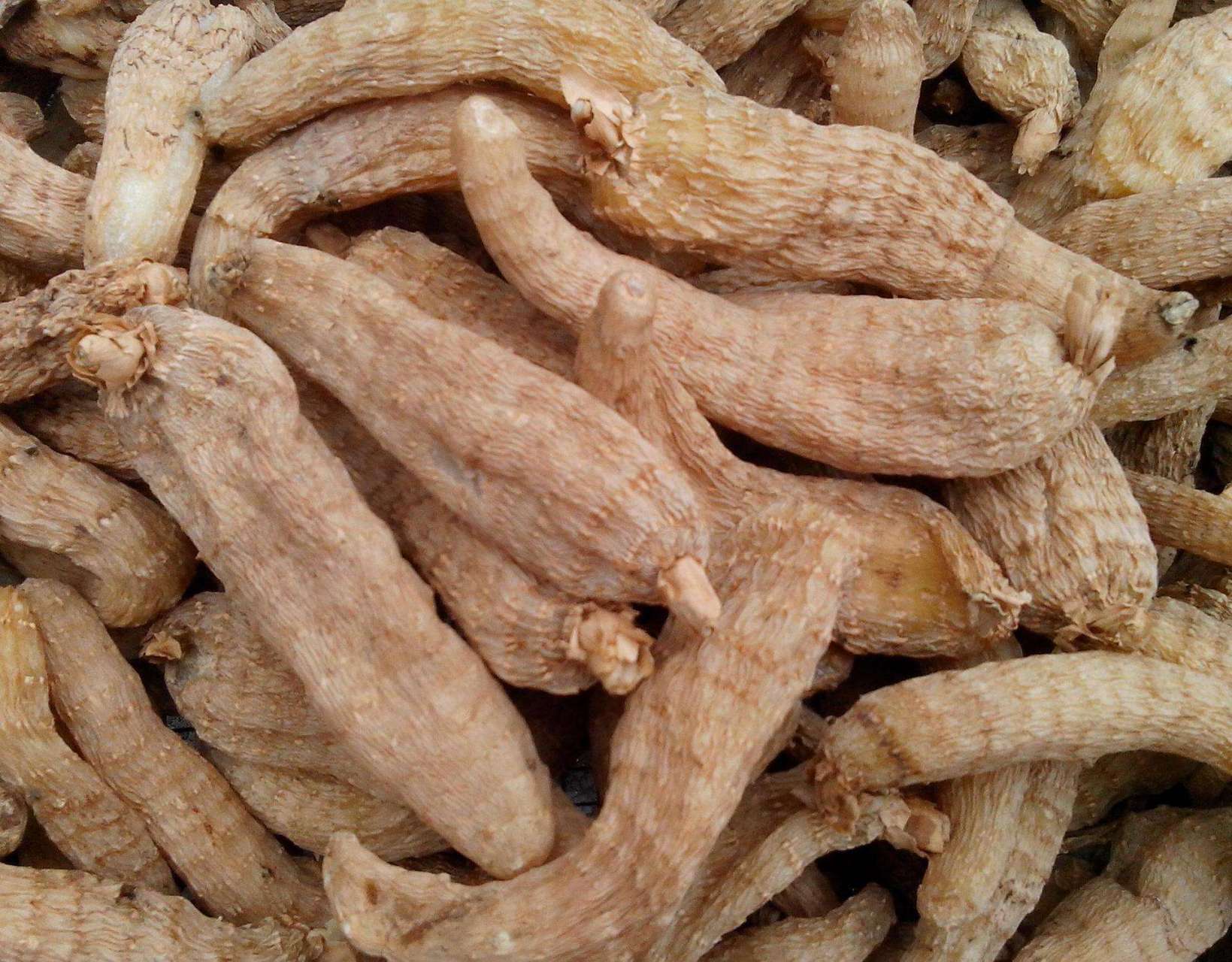 最新天麻行情,變遷之路,無限可能成就夢