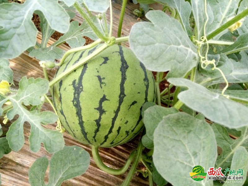 青州西瓜最新價格行情，科技賦能下的新鮮體驗